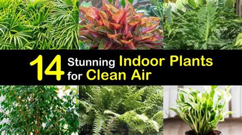 They enjoy good air flow, bright indirect sunlight and watering with warm water only, making sure that they are allowed to dry fully in between drinks. 14 Stunning Indoor Plants for Clean Air
