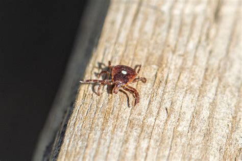 Meat Allergy Caused By Ticks Becoming More Common Cdc Says Laptrinhx