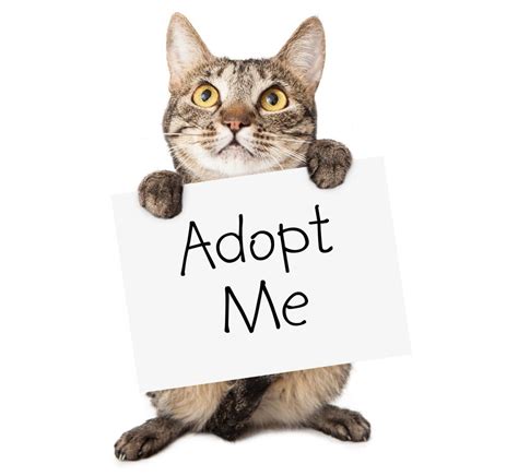 how to adopt a cat from a shelter cat meme stock pictures and photos