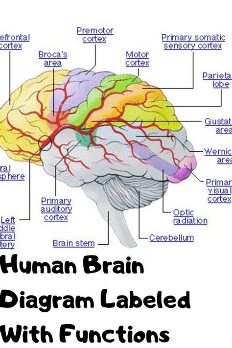 Human Brain Picture Labeled In 2020 Human Brain Diagram Brain
