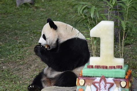 National Zoo Hosts Birthday Bash For 1 Year Old Panda The Blade