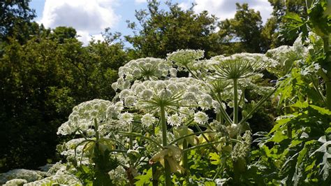 Giant Hogweed Poisonous Plant Found Growing In Parts Of Virginia