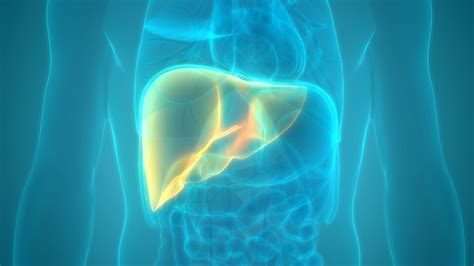 What Is Fatty Liver Disease Upmc Western Maryland