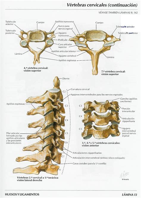 Huesos Y Articulaciones Cervicales Cervical Vertebrae Anatomy Bones
