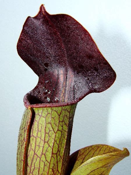 Sarracenia Alata Purple Throat Giant Members Gallery Carnivorous