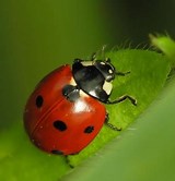 Image result for coccinellidae