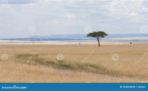 Savanna Grassland Ecology With Lone Tree At Masai Mara National Reserve