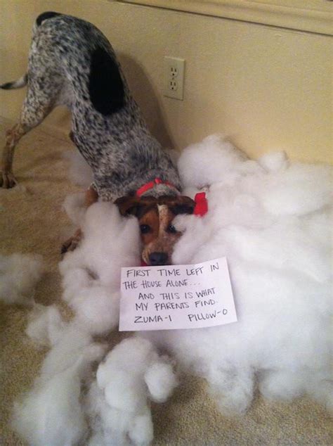 22 All New And Hilarious Dog Shaming Photos