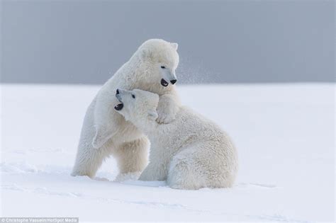 Two Bear Cubs Appear To Laugh And Act Just Like Children