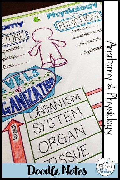 Human Anatomy And Physiology Doodle Notes Bundle Distance Learning