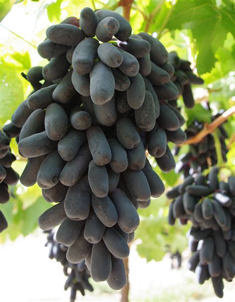 Black Grapes Hoekstra Fruit Exporters