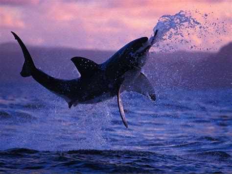 Shark Breaching Wallpapers Top Free Shark Breaching Backgrounds