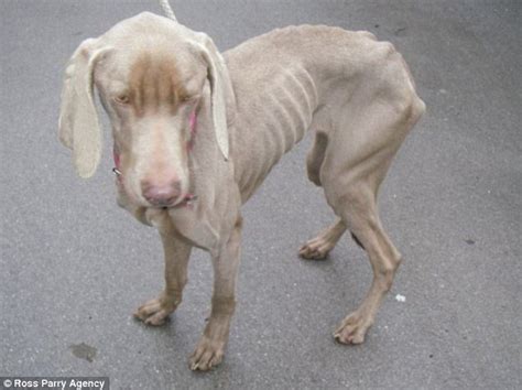 Couple Starved Adorable Pet Dog Lola For Six Weeks Daily