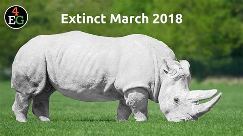 The black rhino is classified by the iucn as critically endangered with three subspecies declared extinct in 2011. 10 Most Recent Extinct Animals | Acrosoft Solutions UK