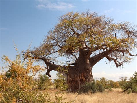 Mapungubwe Nationaal Park In Zuid Afrika