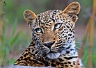 The world’s 7 big cats and where to see them in the wild