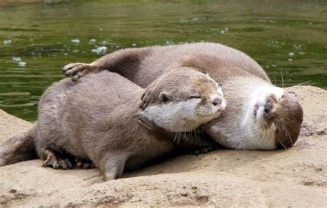 Cute Kawaii Animals Cute Funny Animals Animals And Pets Otters Cute
