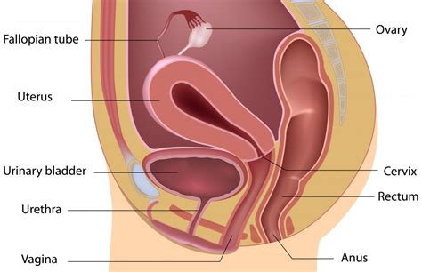 What Is An Anteflexed Uterus With Pictures