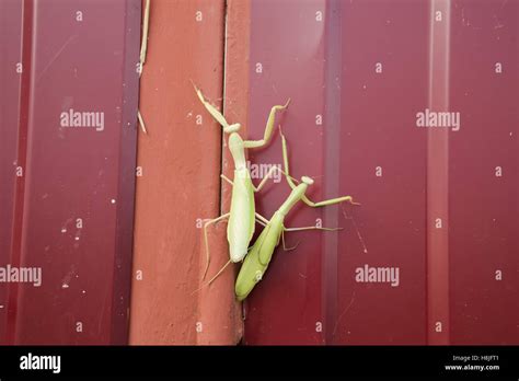 Mantis On Red Fence Mating Mantises Mantis Insect Predator Stock