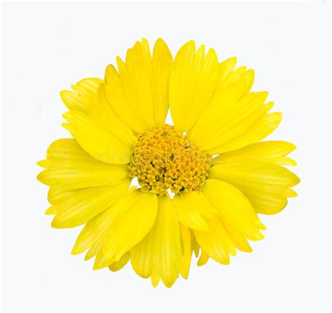 Yellow Flower Isolate Stock Photo Image Of Celebration 152810918