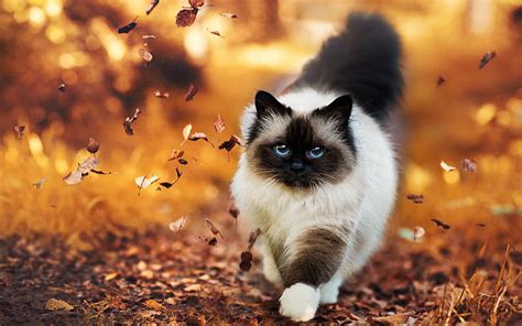 Hd Wallpaper Siamese Cat Walking In Autumn Wallpaper Flare