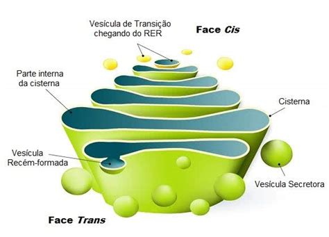 Complexo De Golgi Estrutura