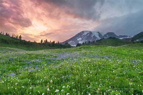 Sunset Over Paradise Mount Rainier National Park Alan Majchrowicz