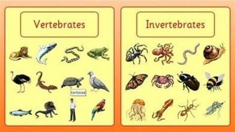 Daftar Hewan Vertebrata Dan Invertebrata Id