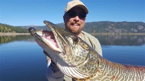 Fishing Column Idaho River Monsters Part Iii Tiger Muskie