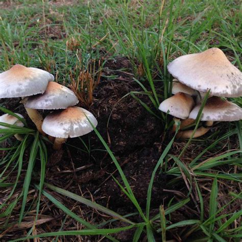Central Alabama Id Help Mushroom Hunting And Identification