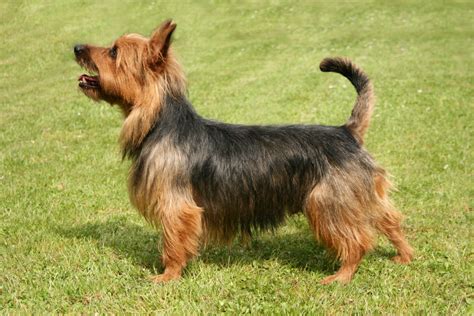 Dolly still has that puppy spunk and loves to play with toys. Australian Terrier | 101DogBreeds.com