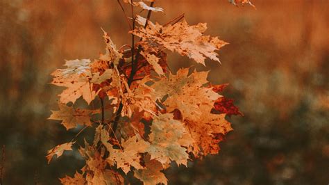Download Wallpaper 2560x1440 Tree Maple Autumn Leaves Dry