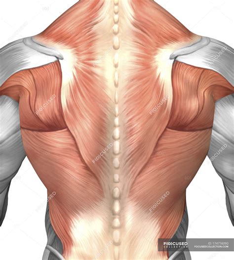 The muscular system is made up of specialized cells called muscle fibers. Male muscle anatomy of the human back — posterior, myology - Stock Photo | #174716090