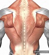 Male muscle anatomy of the human back — posterior, myology - Stock ...