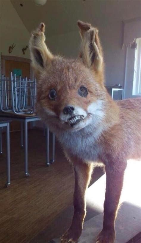 Bad Taxidermy The 25 Worst Stuffed Animals Youve Ever Seen Boredombash