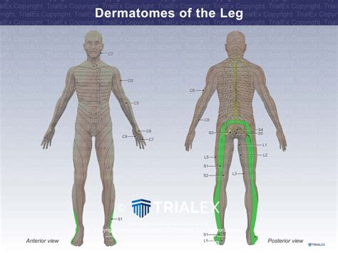 Dermatomes Of The Leg Trial Exhibits Inc