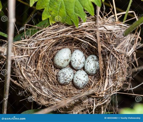 Acrocephalus Palustris The Nest Of The Marsh Warbler In Nature