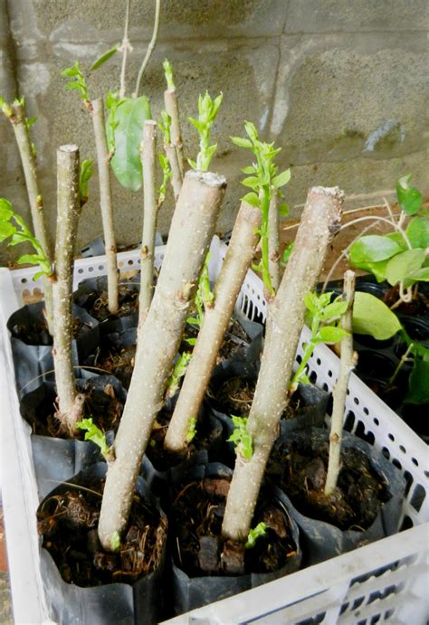 40 Plants To Propagate From Hardwood Cuttings And How To Do It