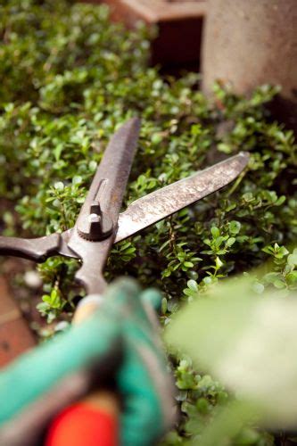 Poda Ornamental Aprenda A Dar Uma Forma Harmoniosa às Plantas Casa E Decoração Uol Mulher