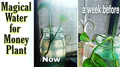 Magical Water For Money Plant How To Grow Money Plant Faster In