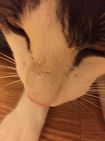 A cat that is losing weight, but still consuming food is likely affected by chronic disease. Hair Loss on Cat's Nose | TheCatSite