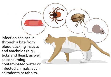 Can Cats Get Sick From Spider Bites 6 Medical Emergencies In Cats