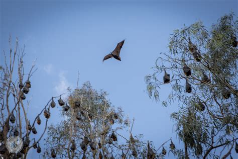 Flying Foxes Bellbird Picnic Area Kew — Mamma Knows East