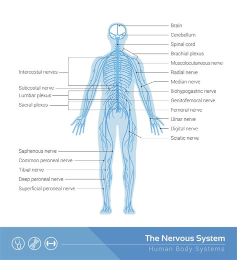 Nervous System Diagram Human Nervous System Diagram Anatomy Cross