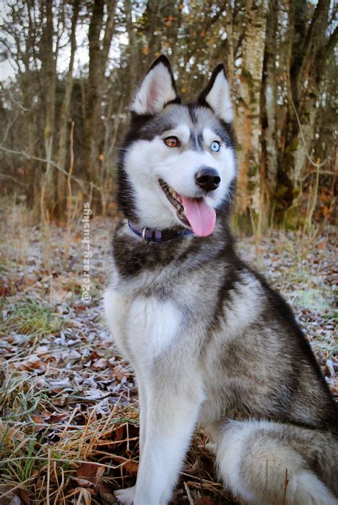 Siberianhusky Husky Puppy Siberian Husky Husky Dogs