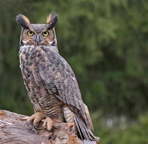 8 Species Of Owls In New York Bird Advisors