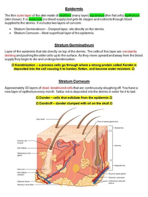 Integumentary System Anatomy And Physiology Notes Cheat Etsy