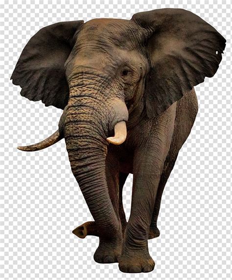 Free Download Brown Elephant Illustration African Bush Elephant Elephants Transparent