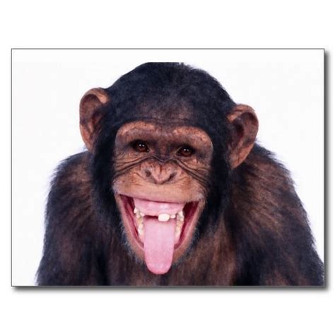 Funny Monkey Laughing Images Img Aaralyn