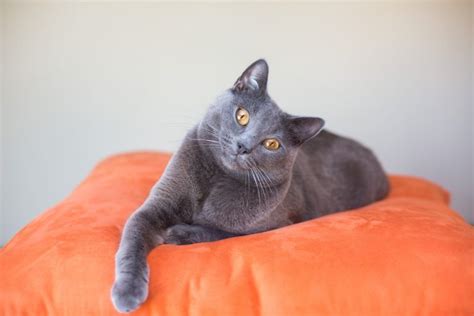 Chartreux Cat Personality And Behavior Pettime